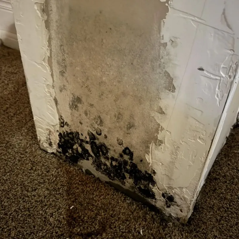 Professional Mold Removal in Woodway, TX